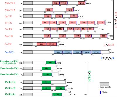 Multiple tachykinins and their receptors characterized in the gastropod mollusk Pacific abalone: Expression, signaling cascades, and potential role in regulating lipid metabolism